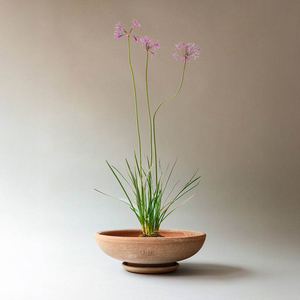 Ada RAW Rosa, 30cm Ø