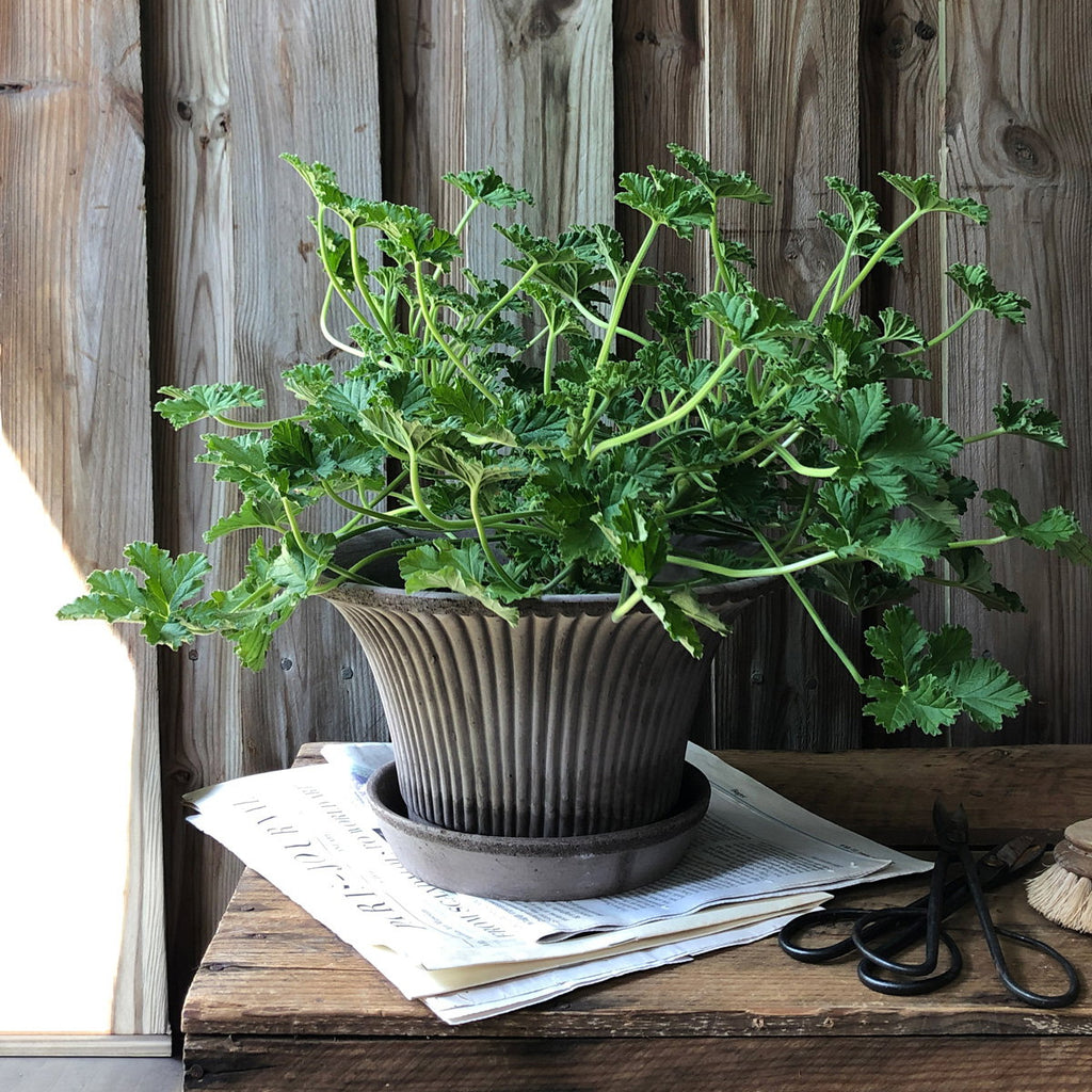 Daisy RAW Grey Terracotta, 25cm Ø