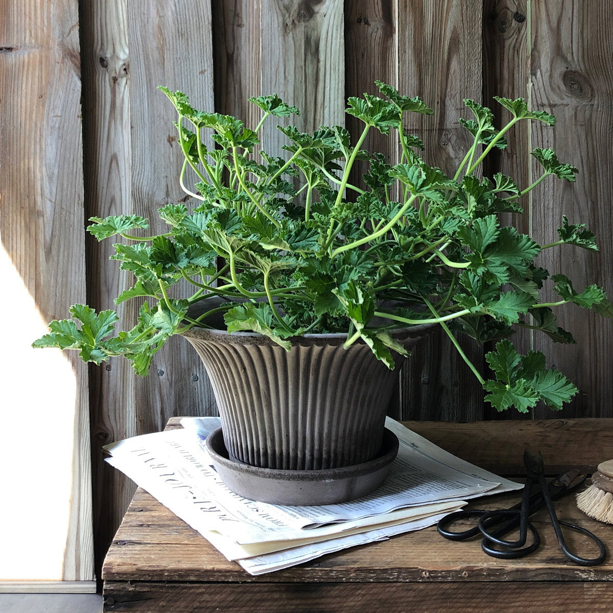 Daisy RAW Grey Terracotta, 25cm Ø