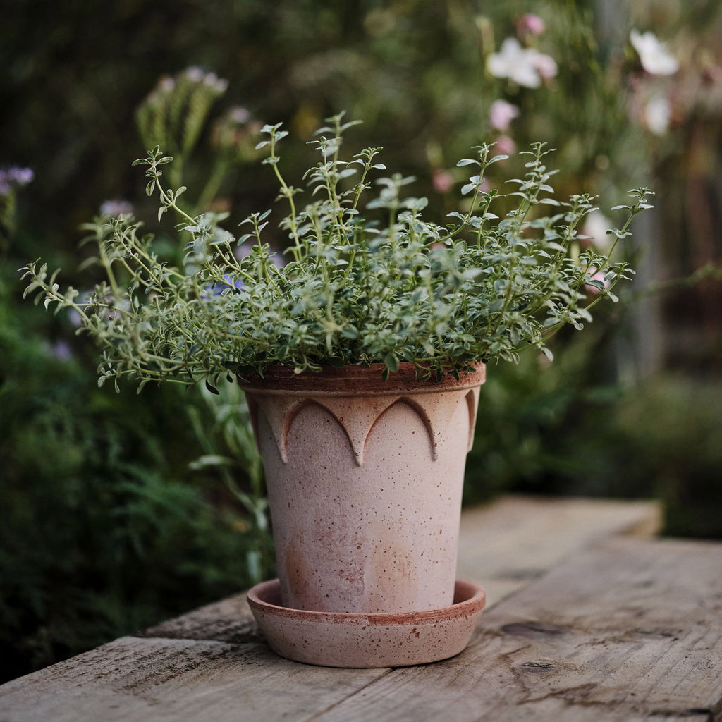 Elizabeth RAW Rosa Terracotta, 12cm Ø