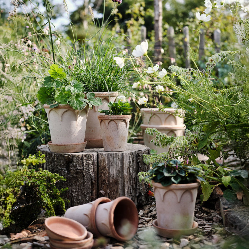 Elizabeth RAW Rosa Terracotta, 12cm Ø