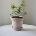 København RAW Rosa, 14cm Ø