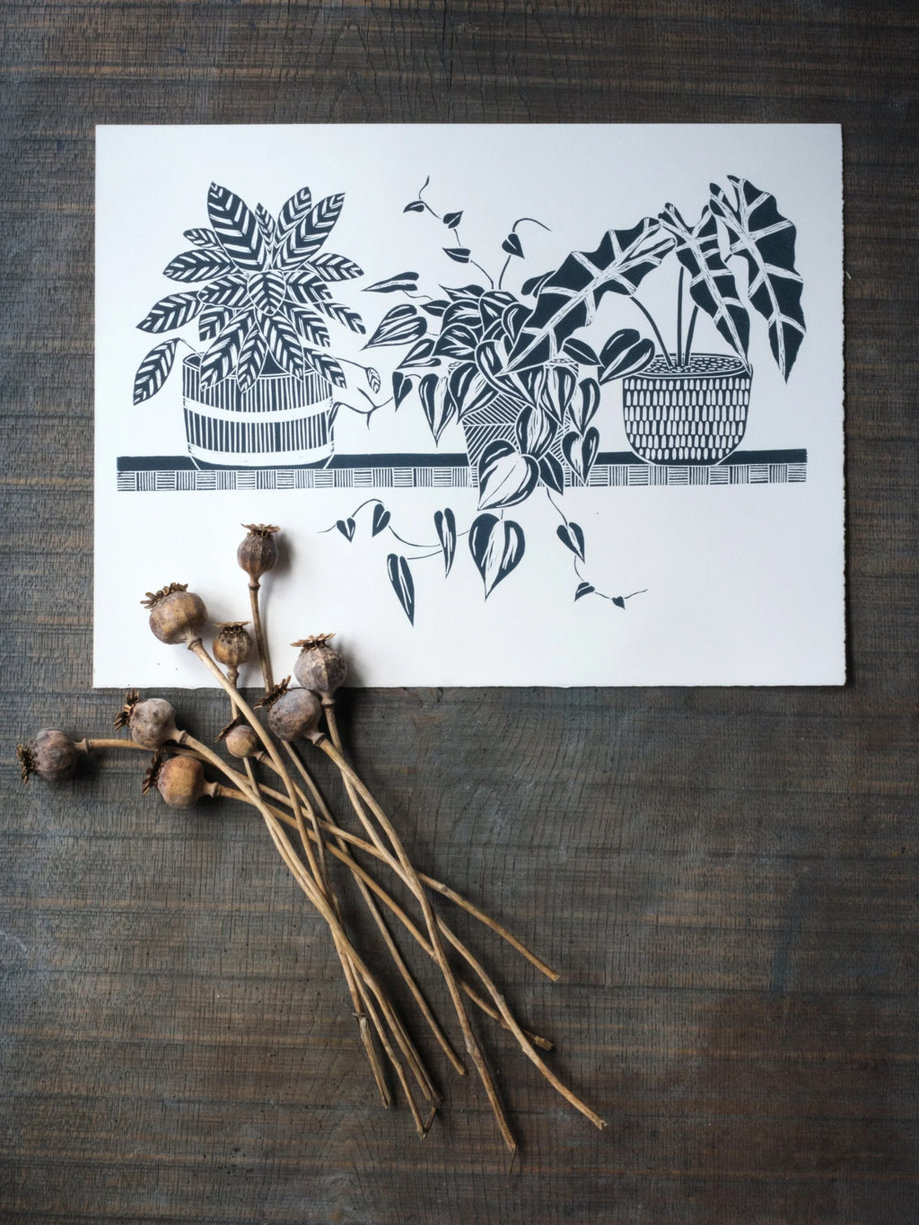 3 Houseplants on Shelf by Linolord