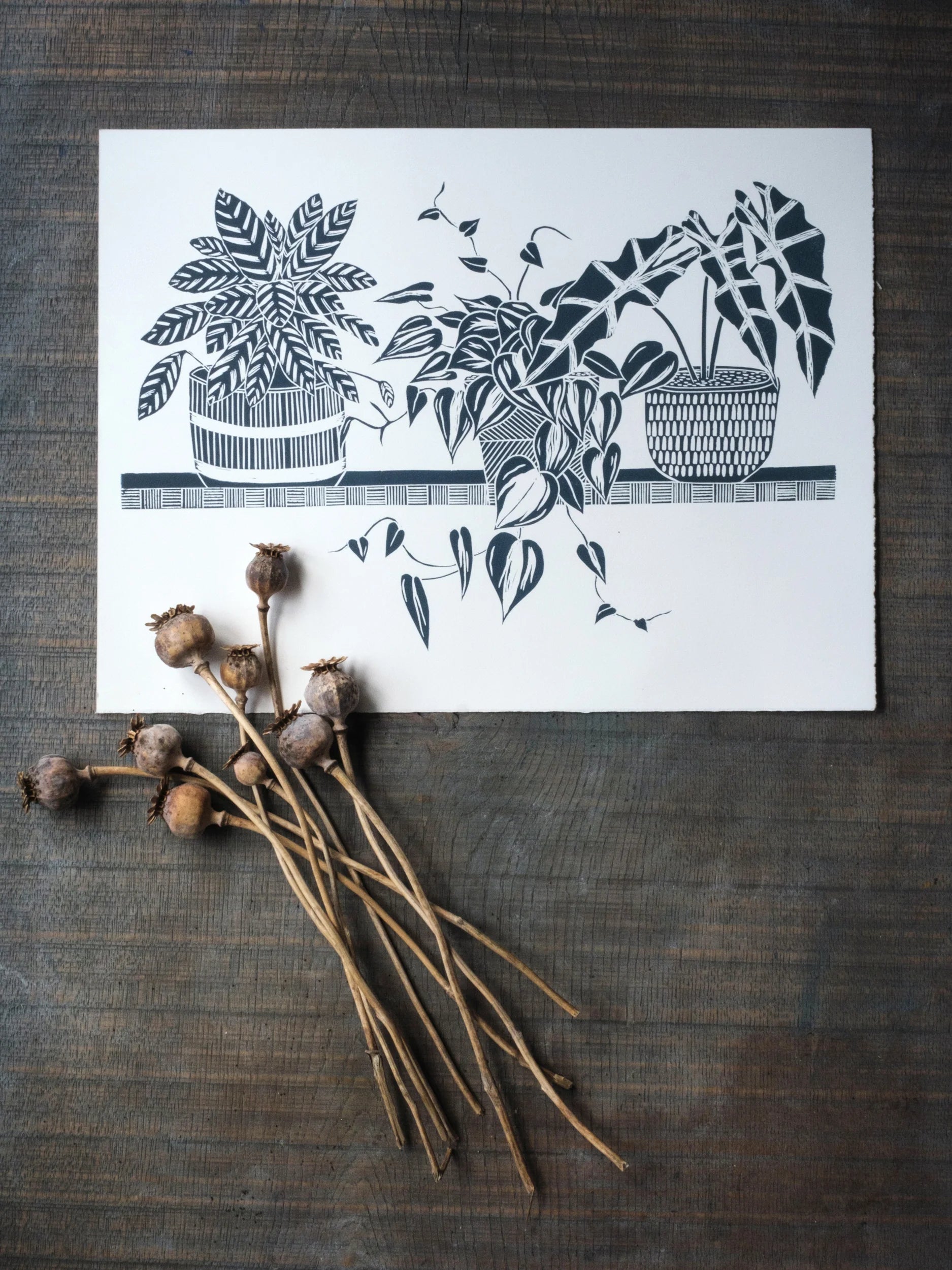 3 Houseplants on Shelf by Linolord