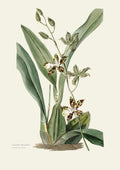 Orchids Dancing Lady - Poster Print