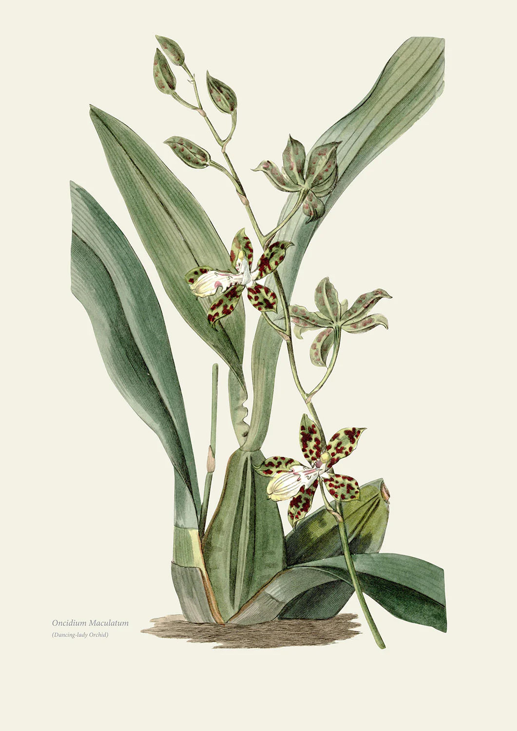 Orchids Dancing Lady - Poster Print