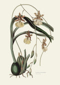 Orchids Mexican - Poster Print