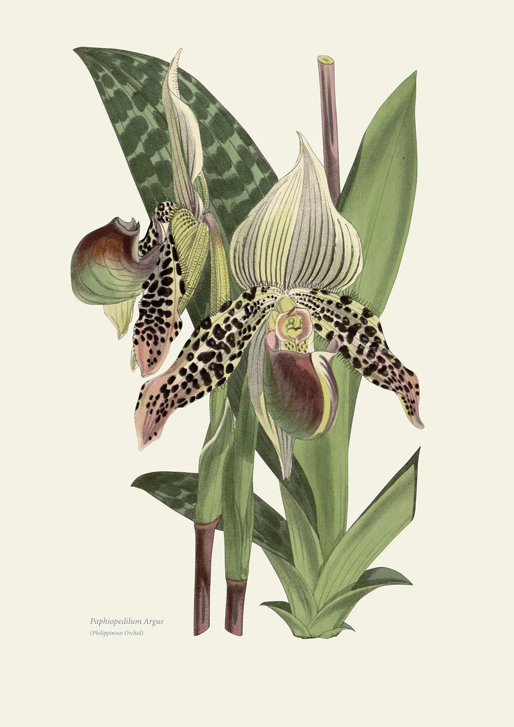 Orchids Philppiniun - Poster Print