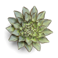 Pear Green Aster Flower